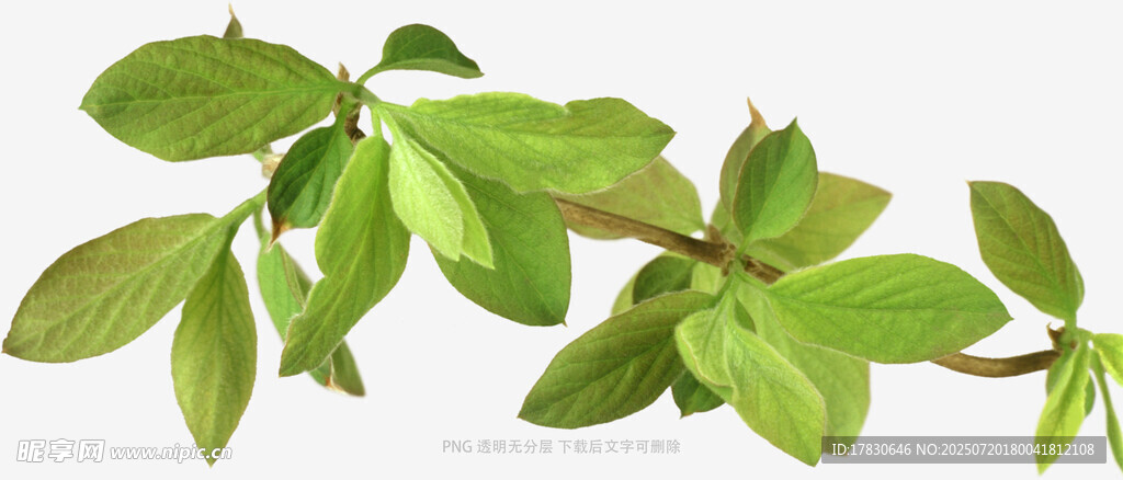 嫩绿枝叶特写