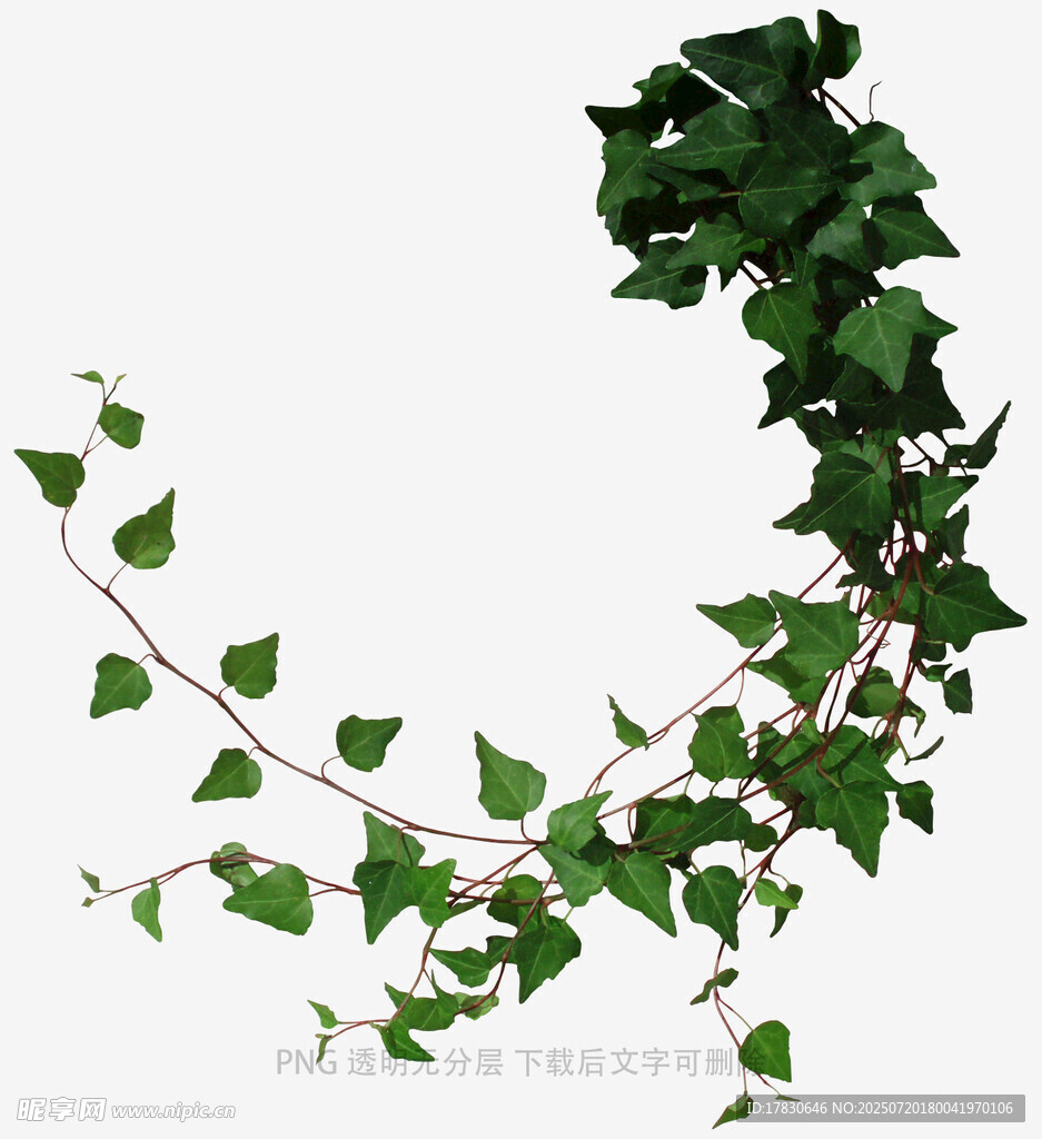 枝叶素材