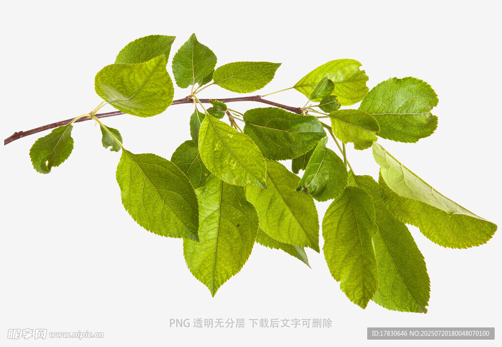 嫩绿枝叶特写