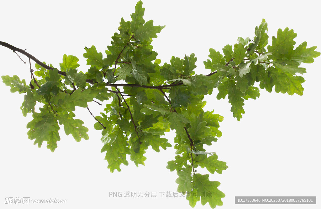 翠绿橡树枝叶特写