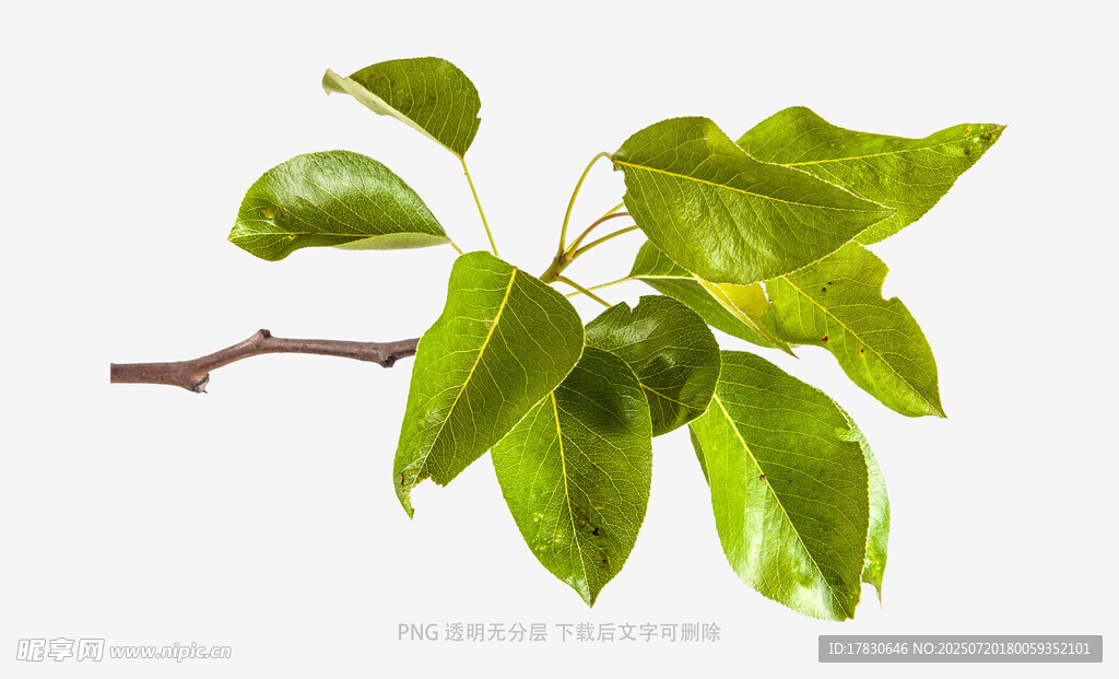 嫩绿枝叶特写