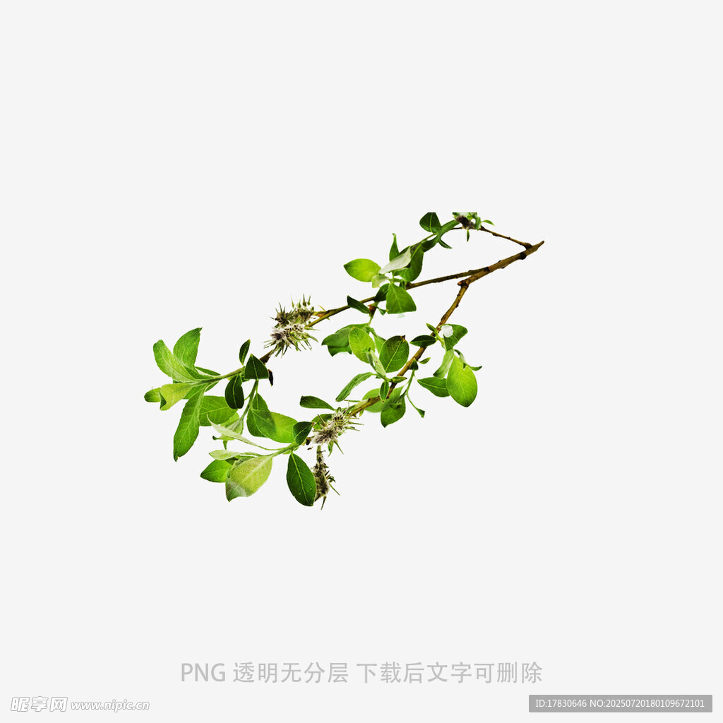 嫩绿枝叶特写