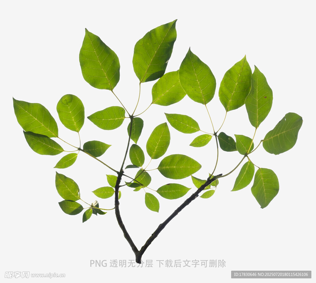 嫩绿枝叶插画
