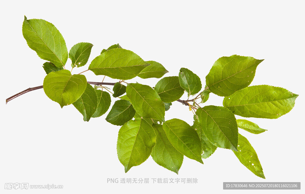 嫩绿枝叶特写