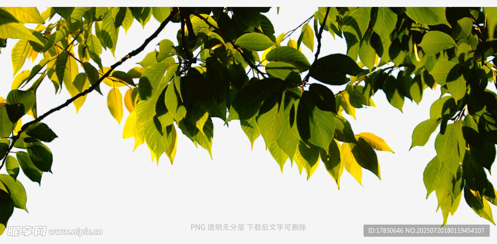 枝叶素材