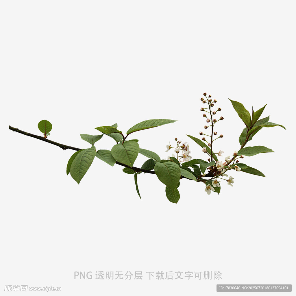 带花绿叶枝条特写