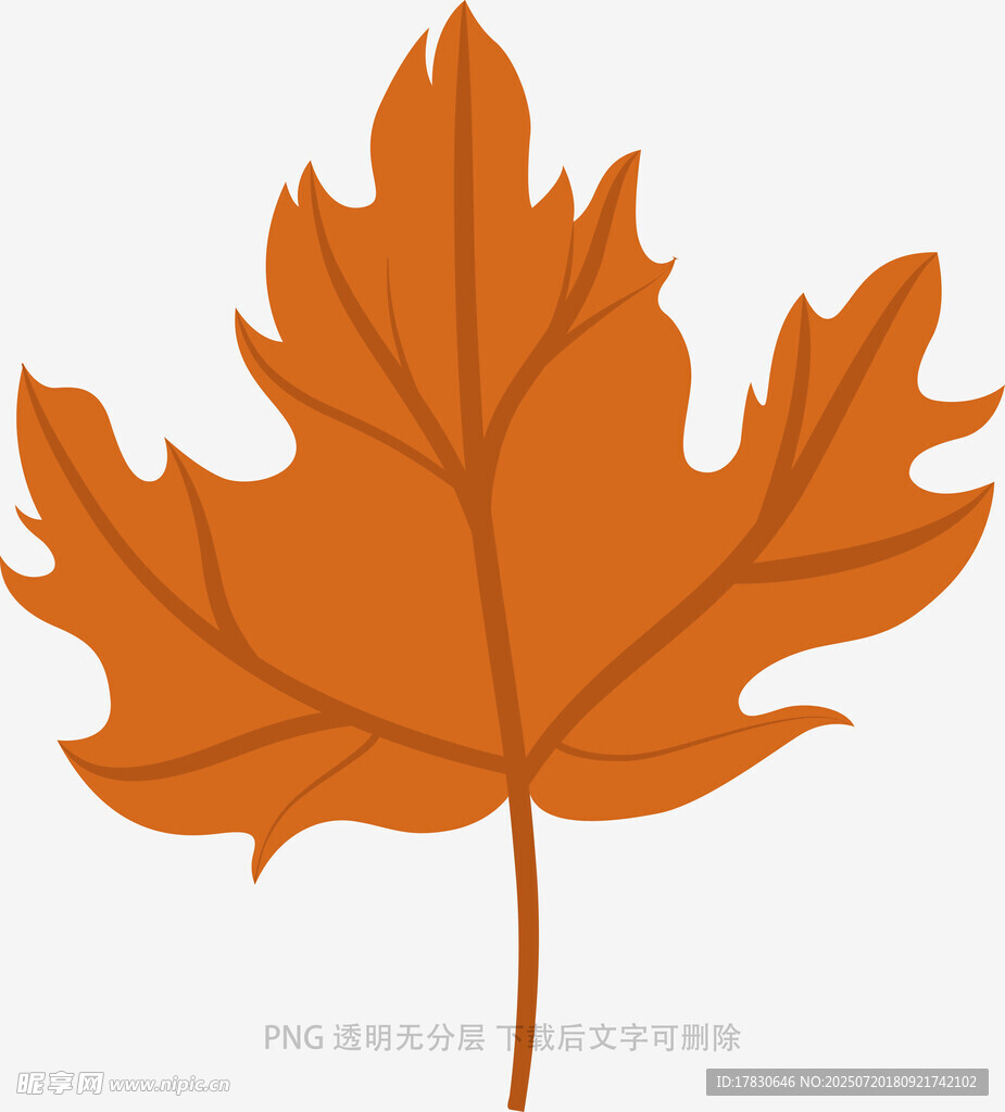 橙色枫叶插画