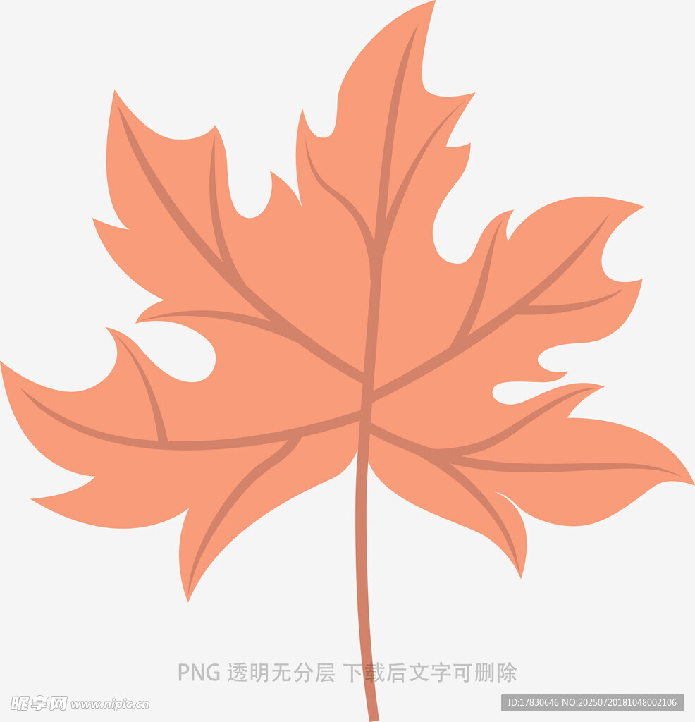 橙色枫叶插画