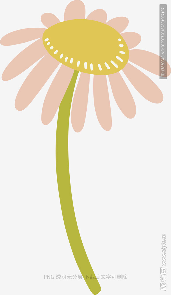 粉色雏菊插画