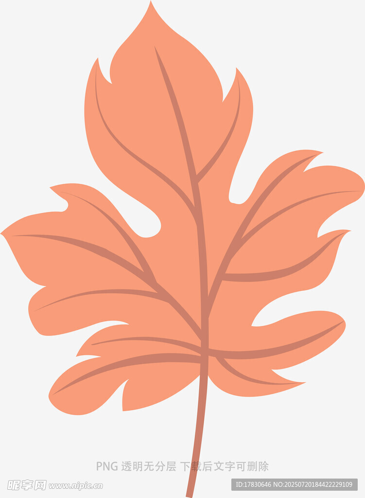 橙色枫叶插画