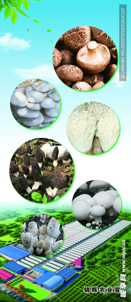 食用菌