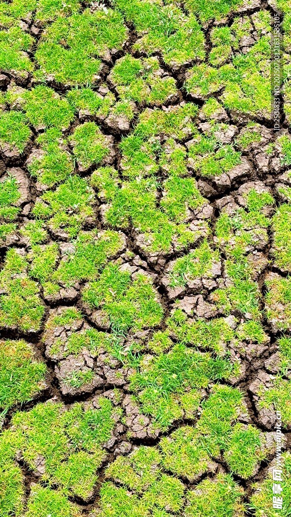 干裂土地上的翠绿苔藓