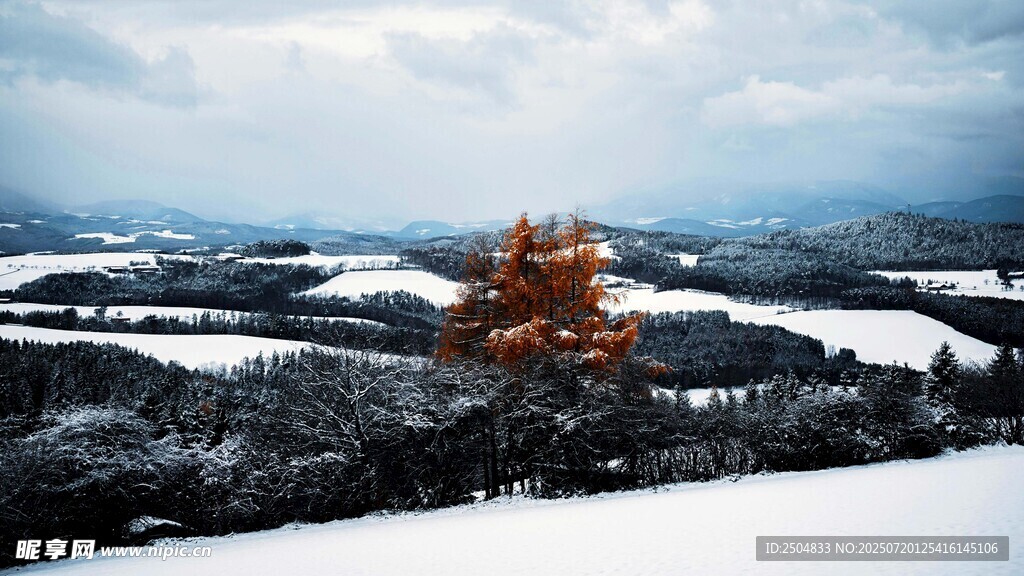 雪野中孤树挺立