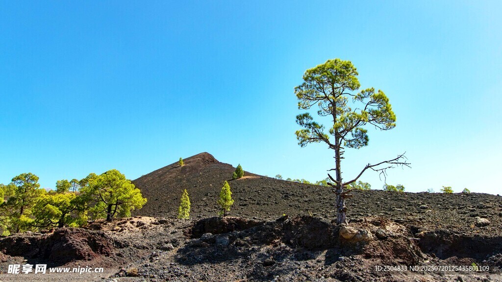 火山地貌中的孤树景观