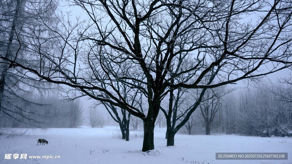 雪后枯树的静谧冬日景象
