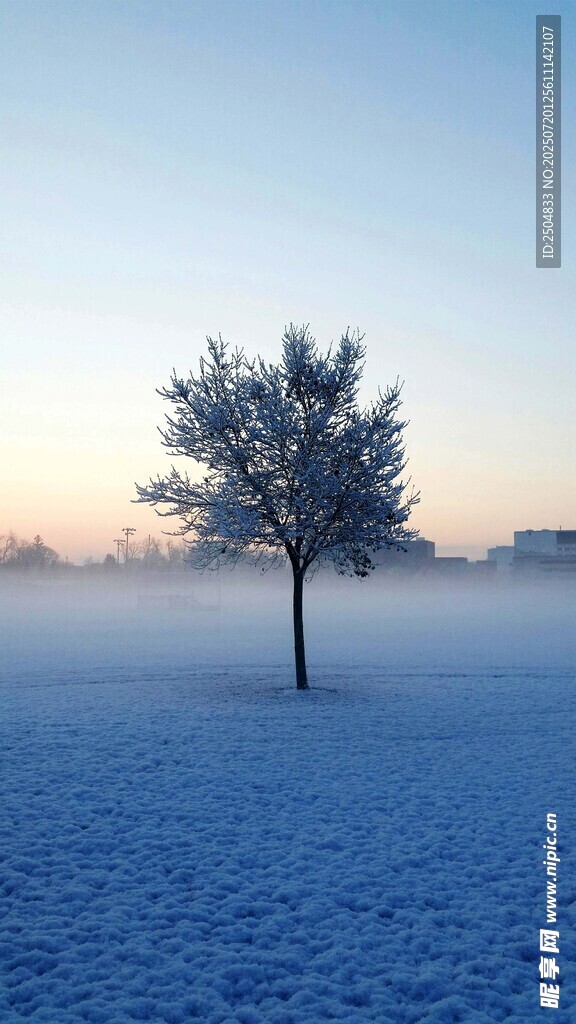 雪地孤树 晨雾中的静谧景象
