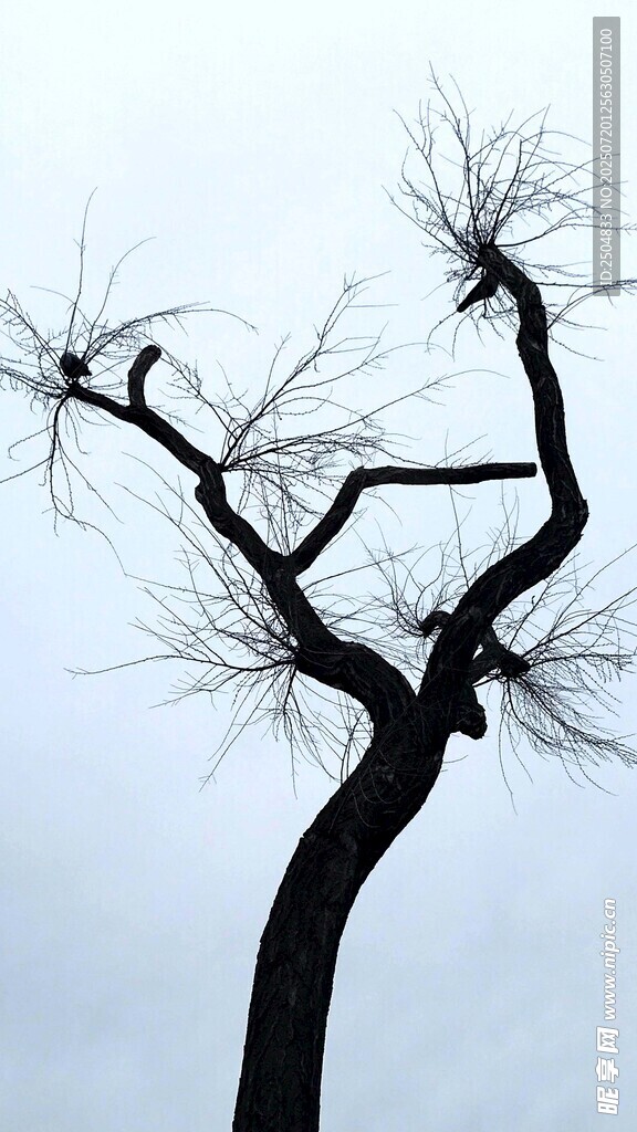 孤独枯树立于灰白天空
