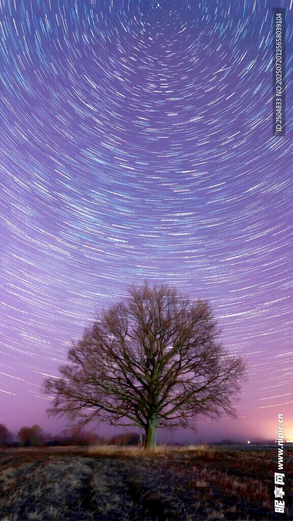 夜空下的孤树