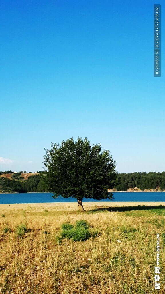 草原湖畔孤树风景