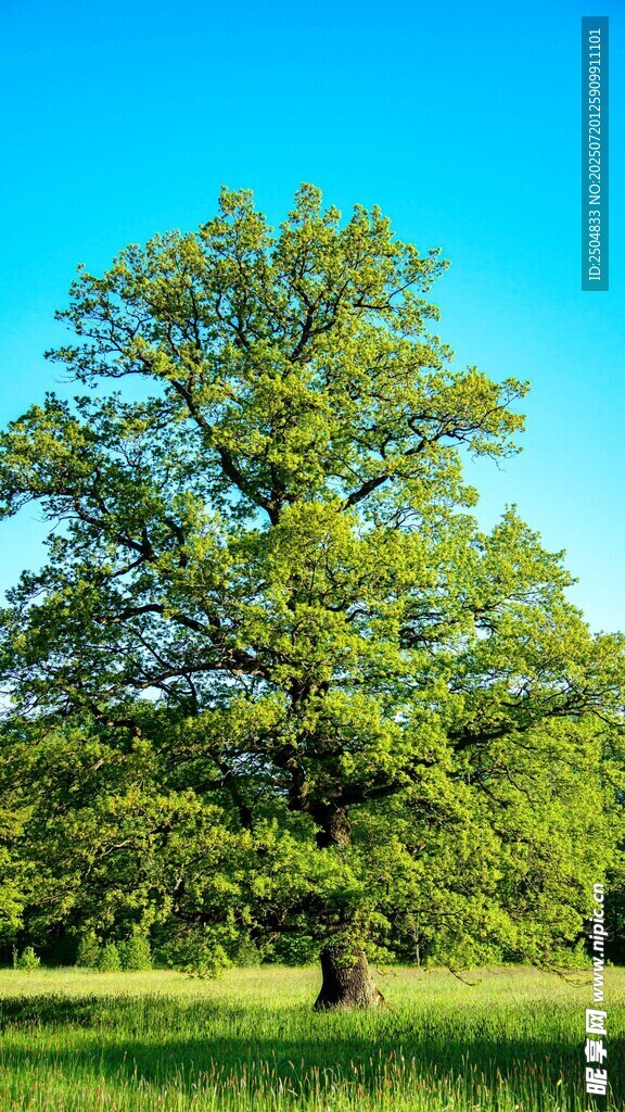 田野中的茂盛大树