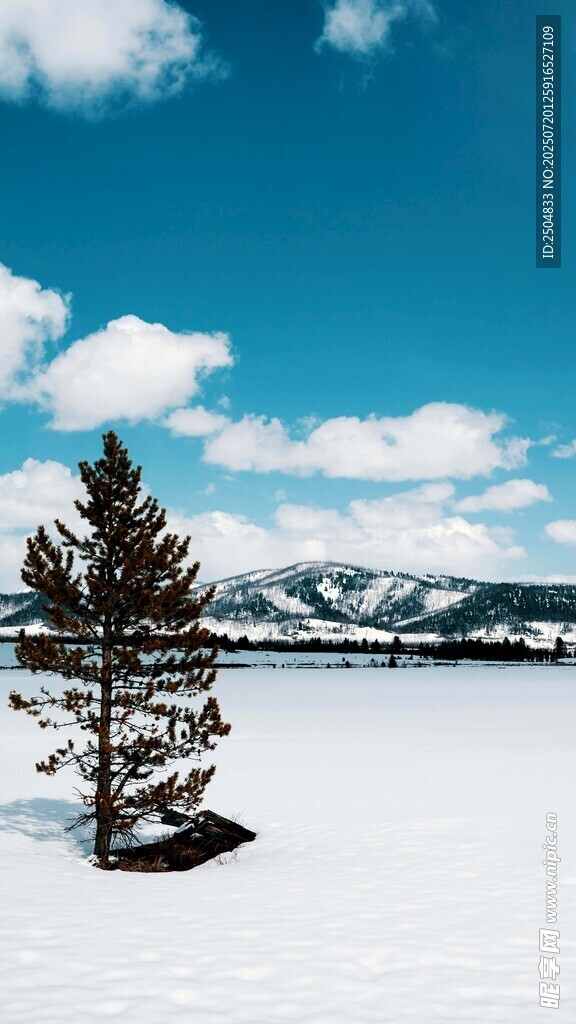 雪野孤松