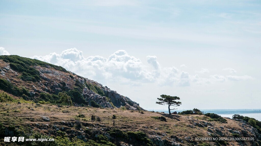 山巅孤树 云海相伴之景
