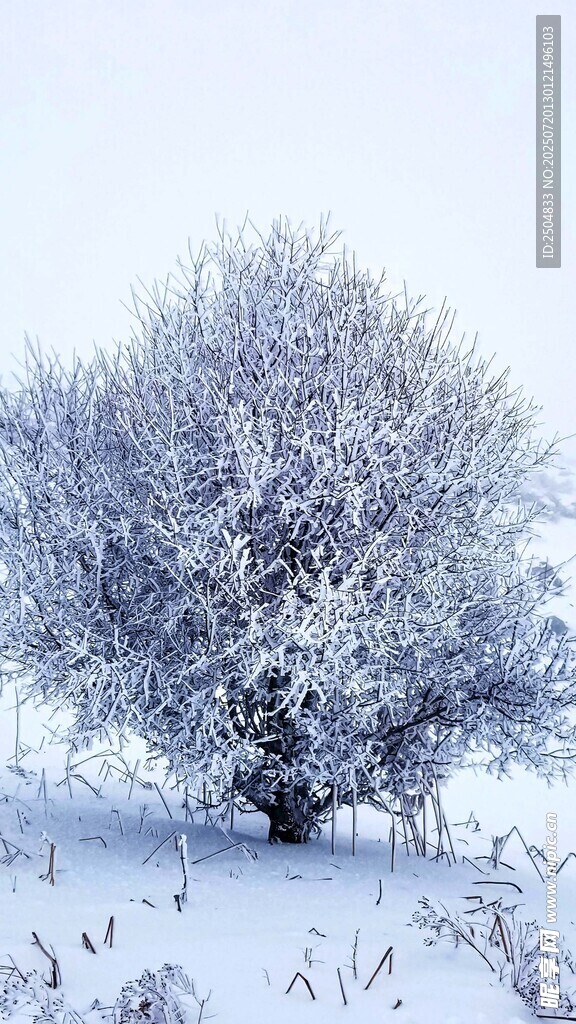 雪覆孤树的冬日美景