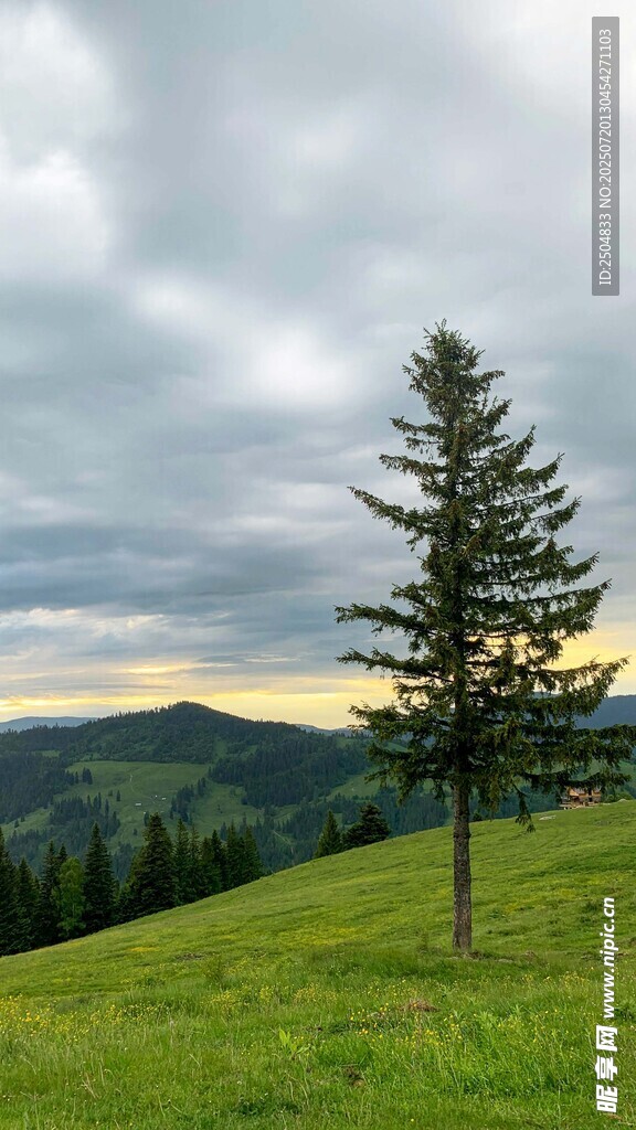 草原孤松 天际云景