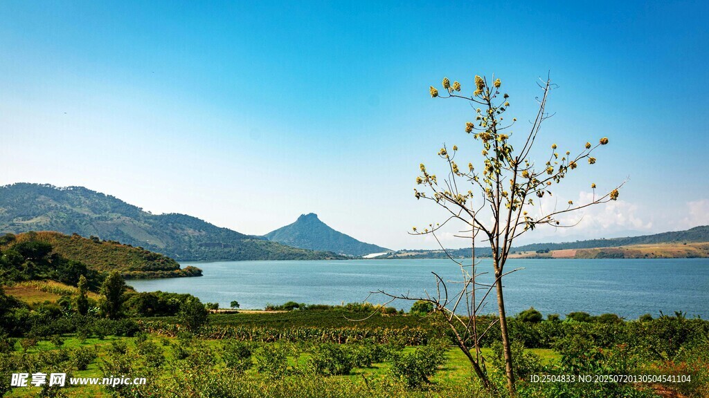 湖畔孤树 青山碧水美景