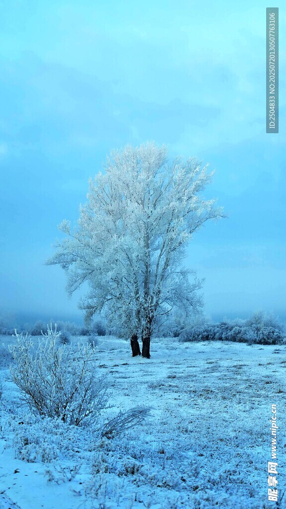 冬日雪覆树木的静谧景象