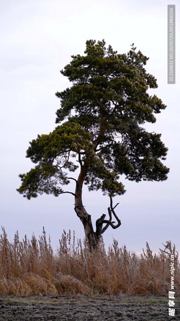 孤树挺立在旷野