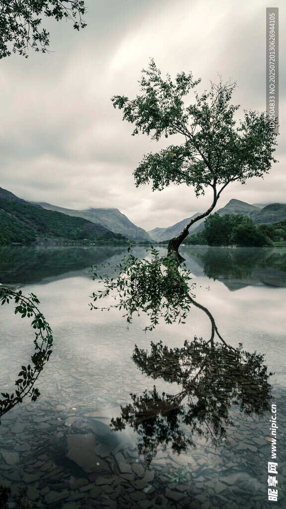 孤树映湖景 静谧自然美