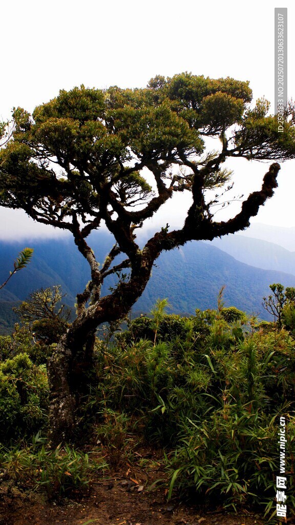 山顶孤松 远望碧海蓝天