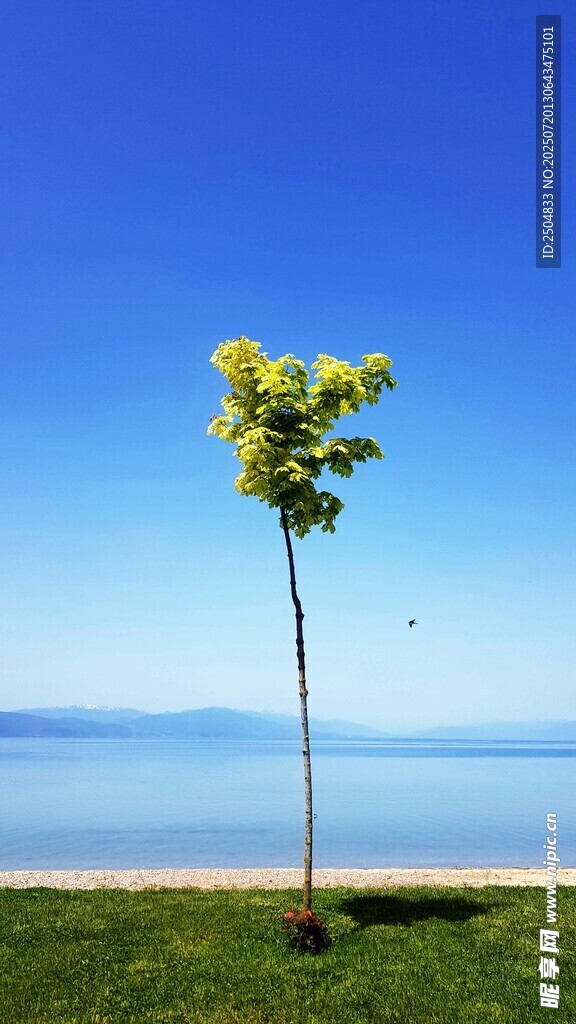 湖畔孤树 蓝天绿地美景