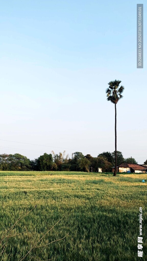 广阔草地与高大棕榈树