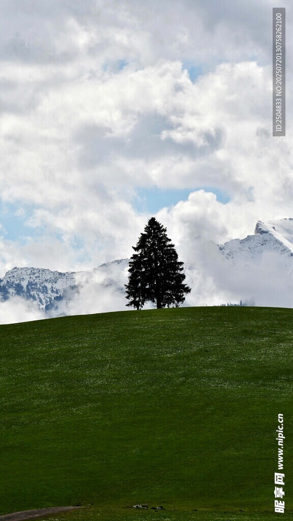 草原孤树与远山美景