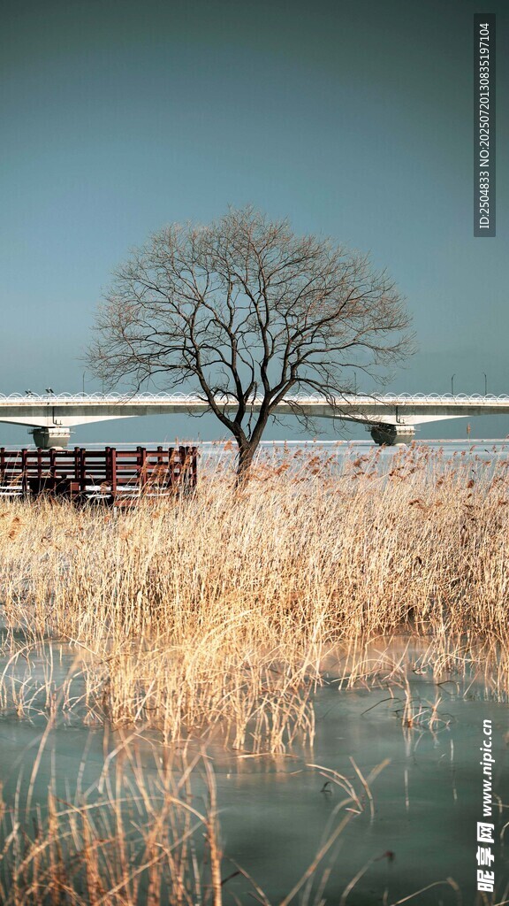 湖畔孤树 萧瑟冬景