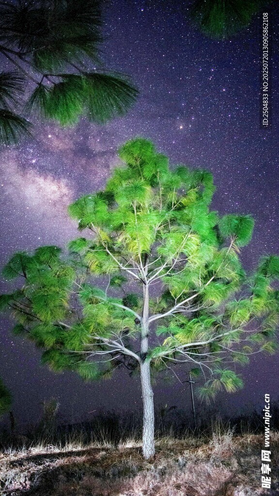 夜空下的孤独绿树