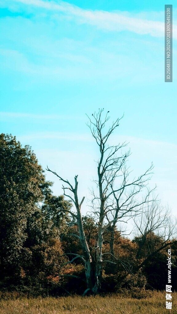 荒野枯树与蓝天景色
