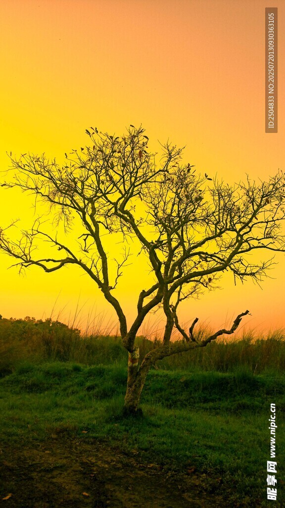 夕阳下的孤树