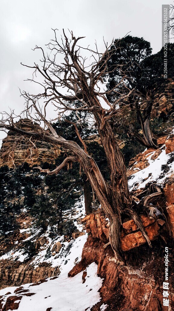 雪覆枯树于嶙峋山石间