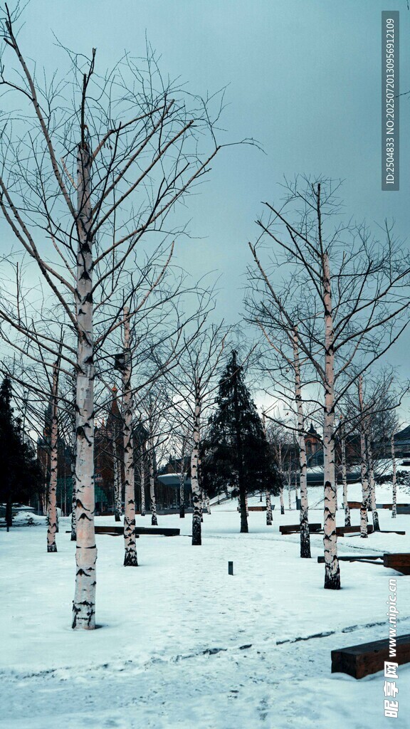 冬日雪林景象