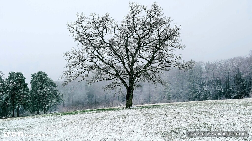 雪野中孤独的光秃树木