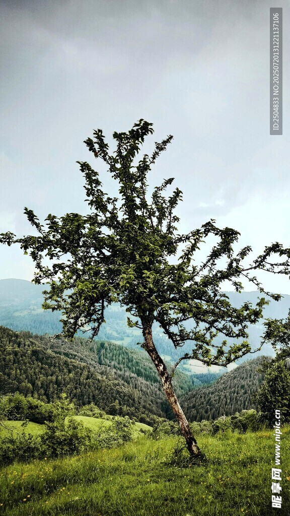 孤树挺立在绿野山峦间