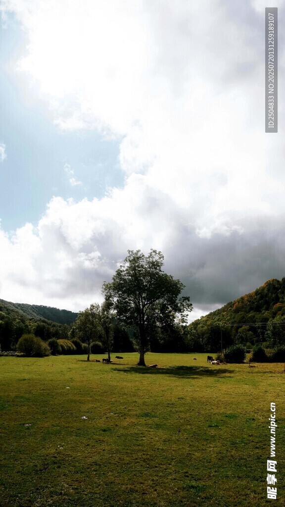 田园草地间的孤树风景