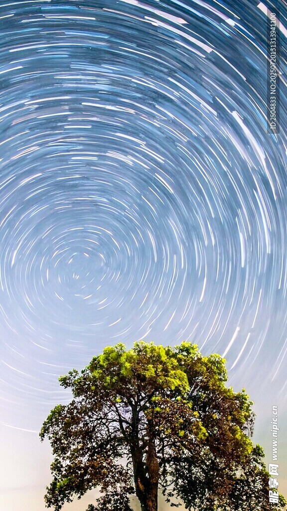 夜空树影下的星轨奇观