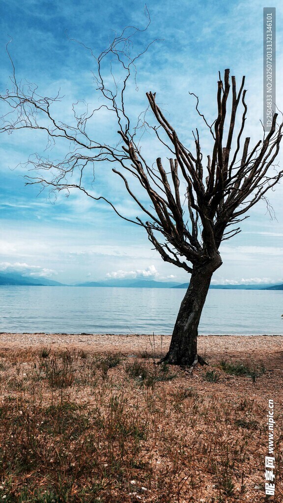 海边孤树立于荒芜之地