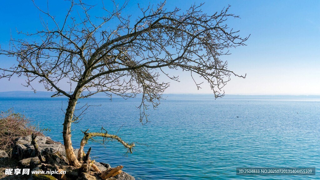 海边孤树 静赏碧海蓝天