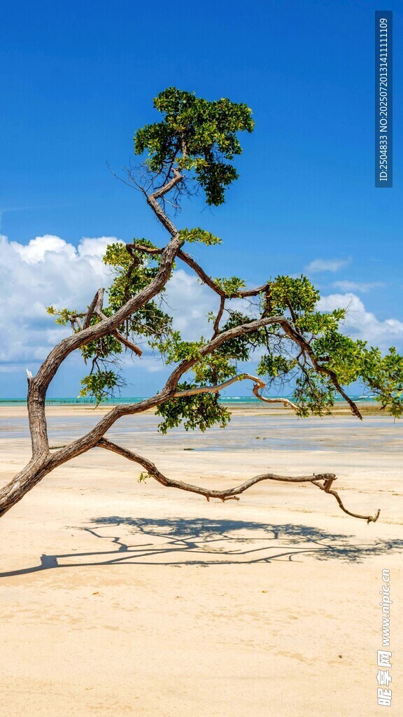 沙滩孤树 蓝天海景风光