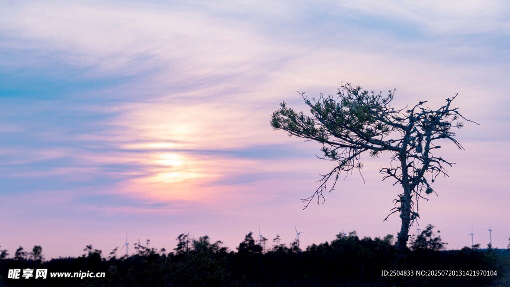 夕阳下的孤独树木